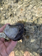 Isognomon alatus