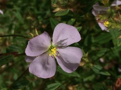 Pterolepis glomerata