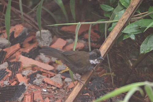 Sierra Nevada Brushfinch (Arremon basilicus), photo 3