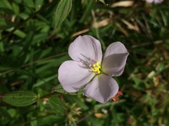 Pterolepis glomerata