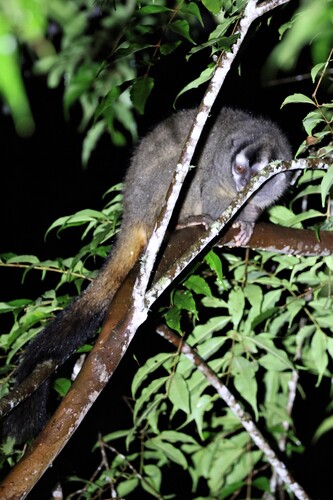 Gray-legged Night Monkey
