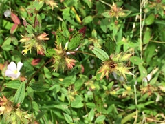 Pterolepis glomerata