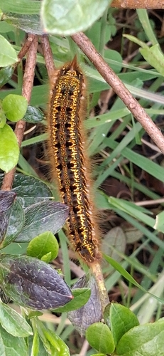 Drinker Moth