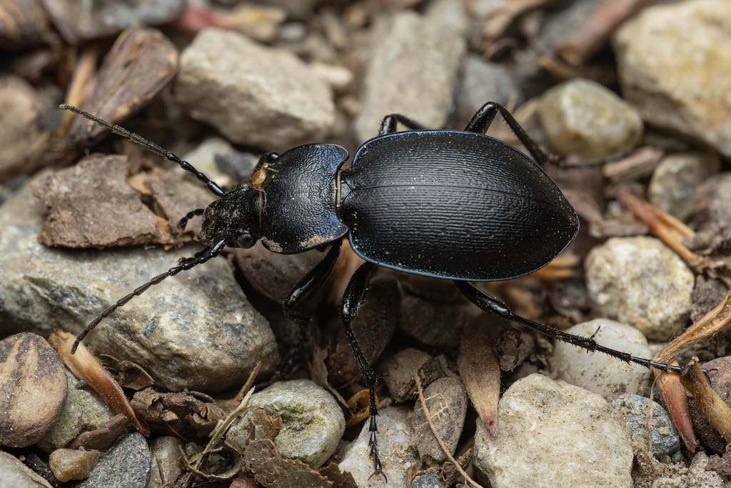 Carabus convexus