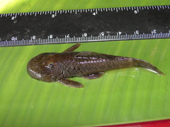 Chaetostoma