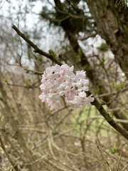 Viburnum farreri