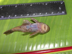 Chaetostoma