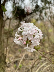 Viburnum farreri