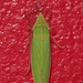 Draeculacephala zeae - Photo (c) Dann Thombs, algunos derechos reservados (CC BY-NC-ND)