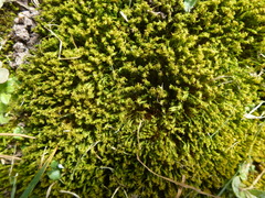 Plenogemma phyllantha