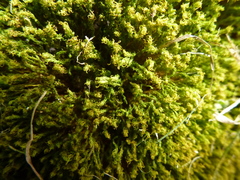 Plenogemma phyllantha