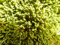 Plenogemma phyllantha