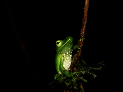 Pristimantis galdi