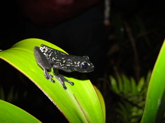 Black-Flanked Treefrog photo 5