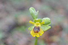 Ophrys lutea phryganae