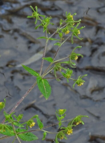 Sigesbeckia jorullensis, photograph 2