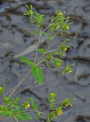 Sigesbeckia jorullensis, photograph author not stated, no rights reserved