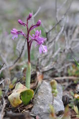 Orchis anatolica