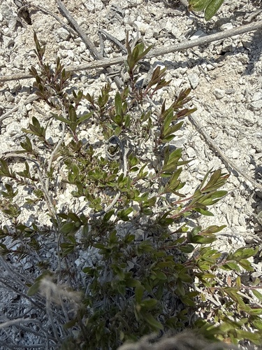 Thymus calcareus, photograph 1