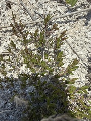 (c) Stanislav Murashkin, some rights reserved (CC BY) Thymus calcareus, photograph (c) Stanislav Murashkin, some rights reserved (CC BY)