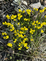Draba oligosperma, photograph author not stated, no rights reserved