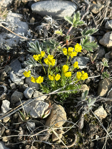 Draba oligosperma, photograph 5