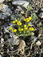 Draba oligosperma, photograph author not stated, no rights reserved