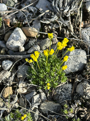 Draba oligosperma, photograph author not stated, no rights reserved