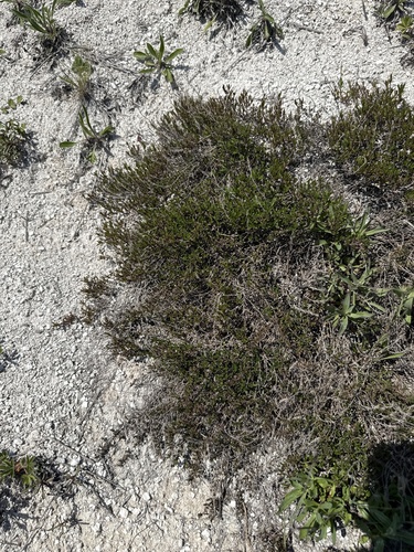 Thymus calcareus, photograph 2