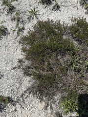 (c) Stanislav Murashkin, some rights reserved (CC BY) Thymus calcareus, photograph (c) Stanislav Murashkin, some rights reserved (CC BY)