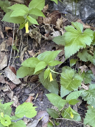 Disporum uniflorum