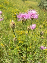 Centaurea pseudomaculosa