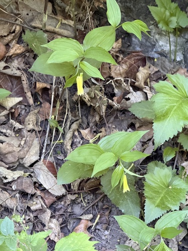 Disporum uniflorum, photograph 2