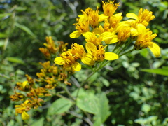 Verbesina oligantha
