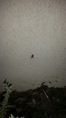 Gryllodes sigillatus