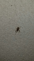 Gryllodes sigillatus