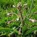 Bellevalia longipes - Photo (c) יאיר אור, algunos derechos reservados (CC BY-NC-SA), subido por יאיר אור