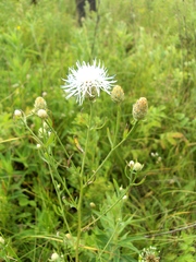 Centaurea pseudomaculosa