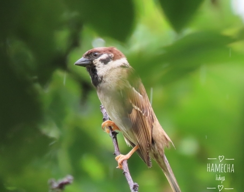 Eurasian Tree Sparrow