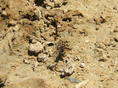 Euodynerus barberi