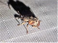 Conotrachelus anaglypticus