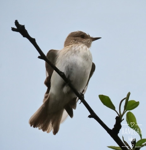 Spotted Flycatcher