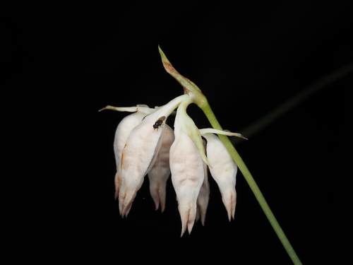 Burmannia longifolia observed 2026-04-13