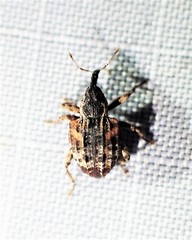 Conotrachelus anaglypticus