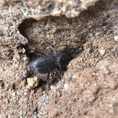 Cryptoglossa muricata