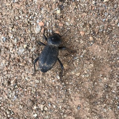 Cryptoglossa muricata