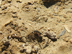 Euodynerus barberi