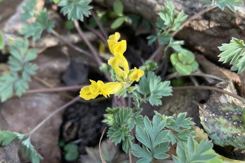 Corydalis flavula, photograph 4
