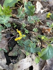 Corydalis flavula, photograph (c) Patricia Pennington, some rights reserved (CC BY)