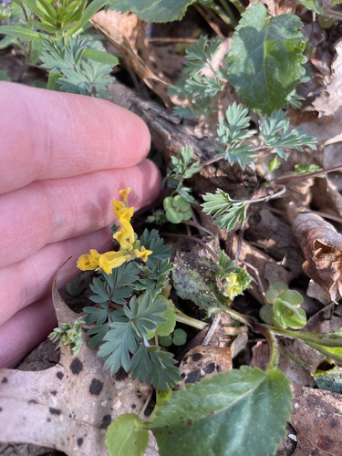 Corydalis flavula, photograph 5